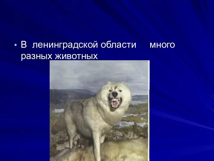 В ленинградской области много разных животных
