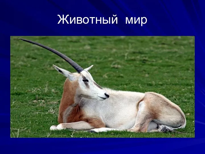 Животный мир