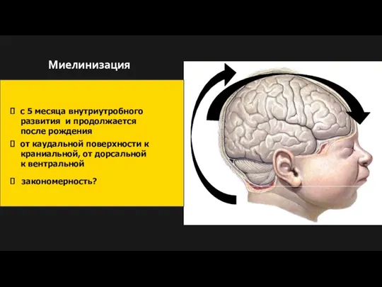 с 5 месяца внутриутробного развития и продолжается после рождения от каудальной поверхности