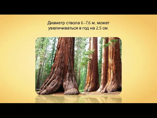 Диаметр ствола 6–7,6 м, может увеличиваться в год на 2,5 см.