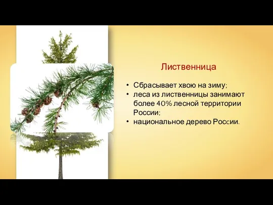 Лиственница Сбрасывает хвою на зиму; леса из лиственницы занимают более 40% лесной