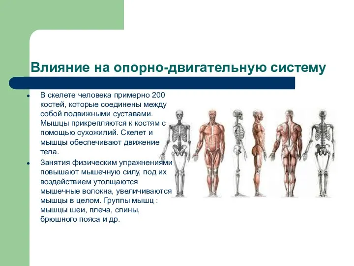 Влияние на опорно-двигательную систему В скелете человека примерно 200 костей, которые соединены