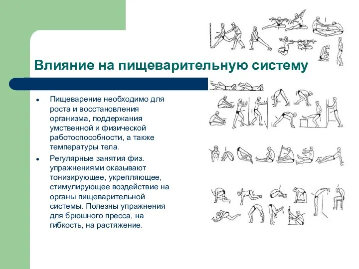 Влияние на пищеварительную систему Пищеварение необходимо для роста и восстановления организма, поддержания