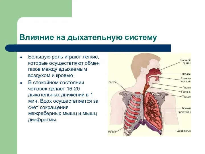 Влияние на дыхательную систему Большую роль играют легкие, которые осуществляют обмен газов