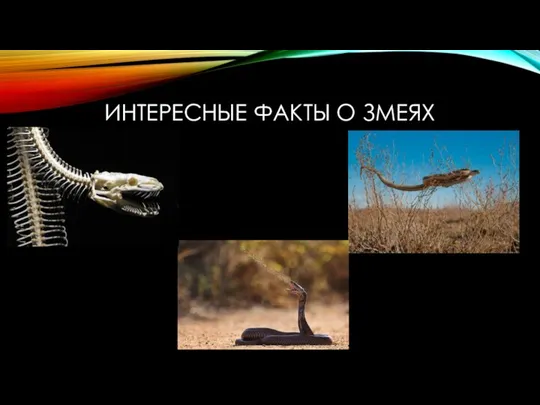 ИНТЕРЕСНЫЕ ФАКТЫ О ЗМЕЯХ