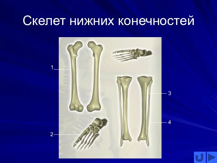 Скелет нижних конечностей 1 2 3 4