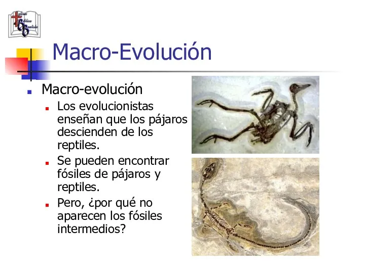 Macro-evolución Los evolucionistas enseñan que los pájaros descienden de los reptiles. Se