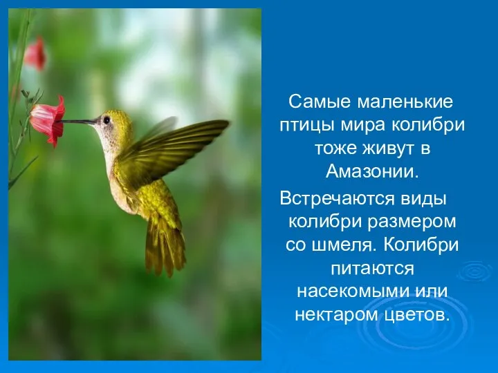 Самые маленькие птицы мира колибри тоже живут в Амазонии. Встречаются виды колибри