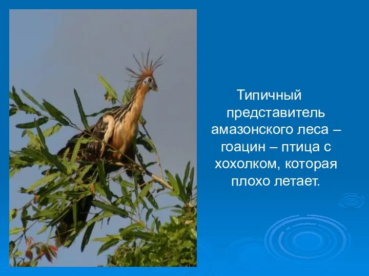 Типичный представитель амазонского леса – гоацин – птица с хохолком, которая плохо летает.