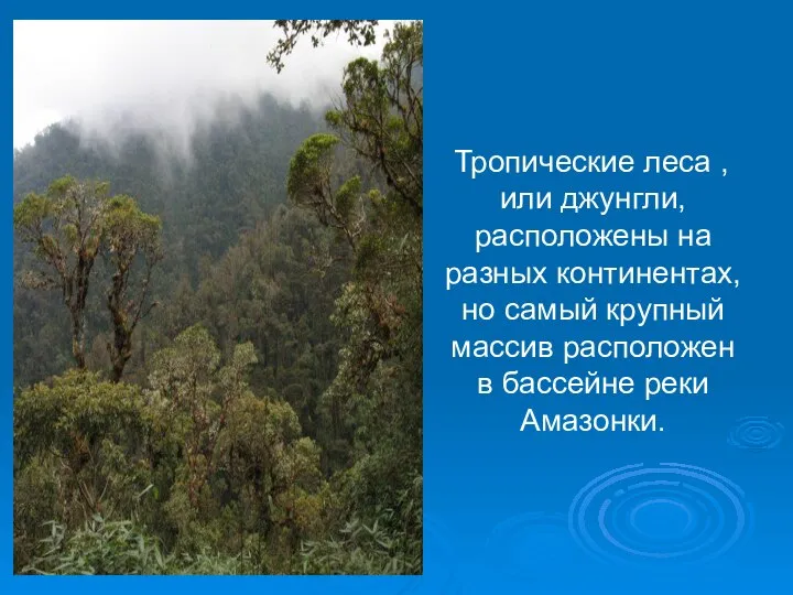 Тропические леса ,или джунгли, расположены на разных континентах, но самый крупный массив