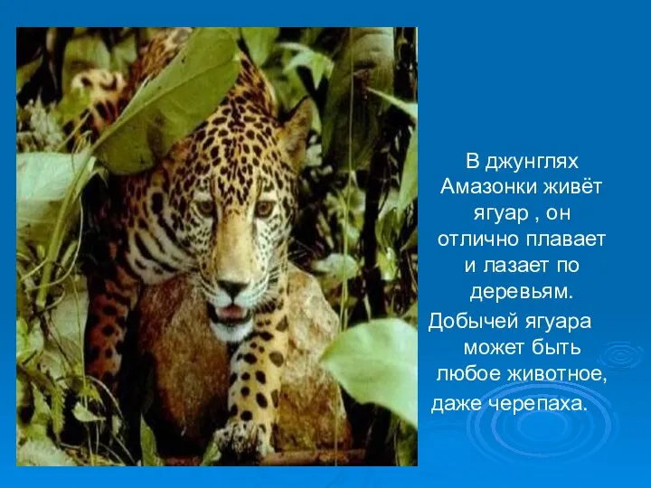 В джунглях Амазонки живёт ягуар , он отлично плавает и лазает по