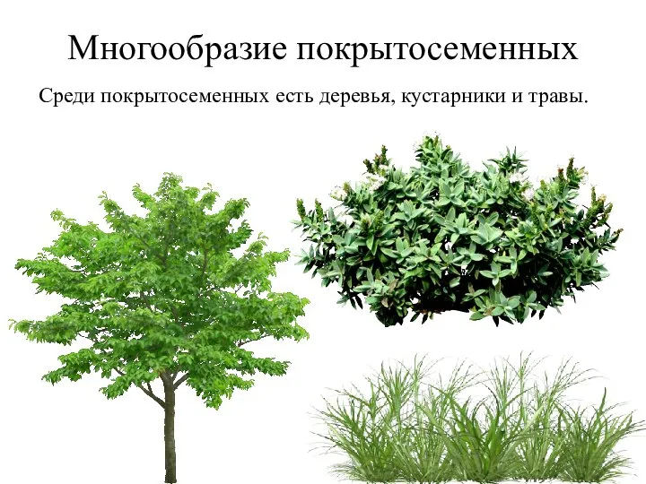 Многообразие покрытосеменных Среди покрытосеменных есть деревья, кустарники и травы.