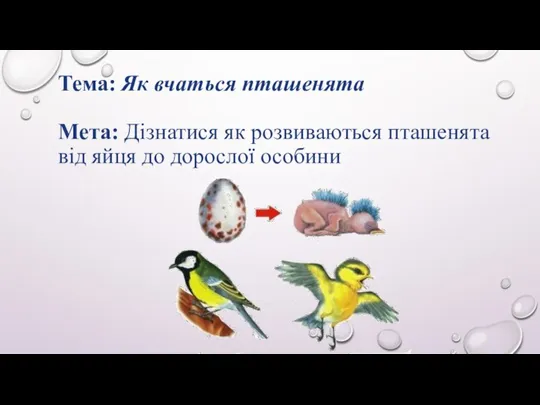 Тема: Як вчаться пташенята Мета: Дізнатися як розвиваються пташенята від яйця до дорослої особини