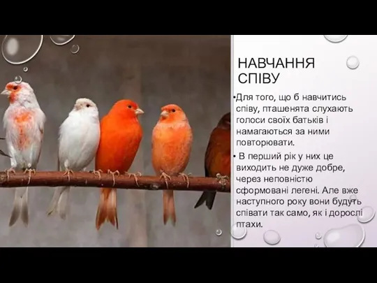 НАВЧАННЯ СПІВУ Для того, що б навчитись співу, пташенята слухають голоси своїх