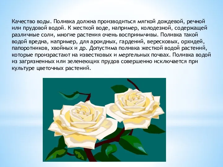 Качество воды. Поливка должна производиться мягкой дождевой, речной или прудовой водой. К