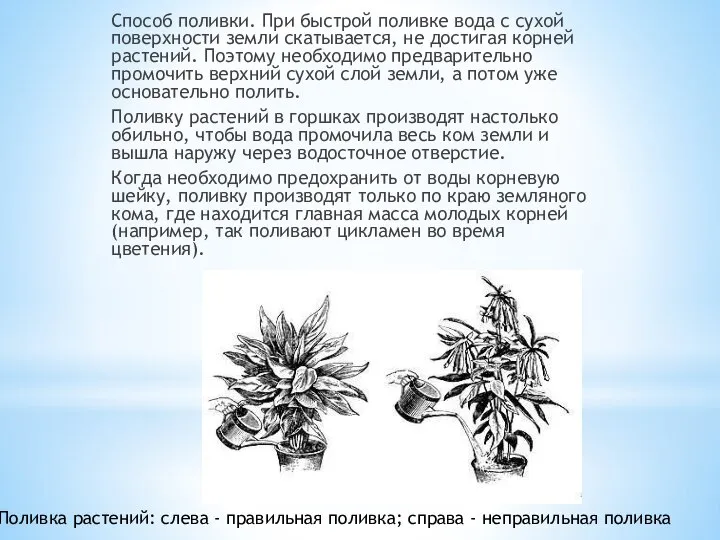 Способ поливки. При быстрой поливке вода с сухой поверхности земли скатывается, не