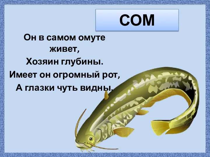 СОМ Он в самом омуте живет, Хозяин глубины. Имеет он огромный рот, А глазки чуть видны.