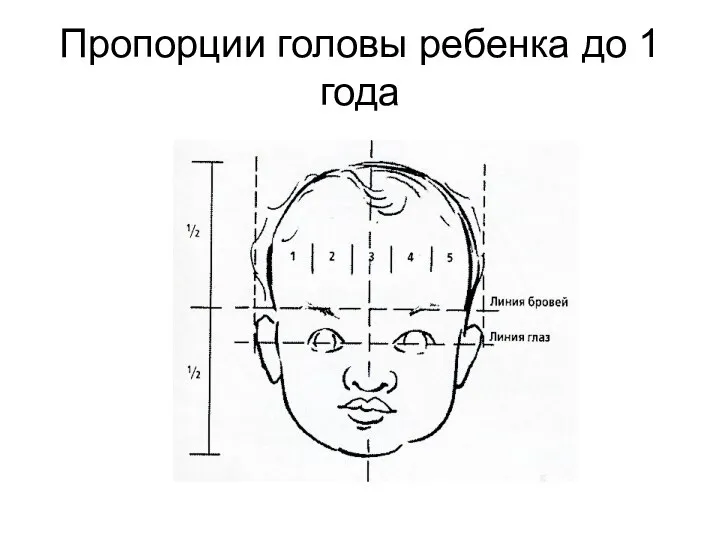 Пропорции головы ребенка до 1 года