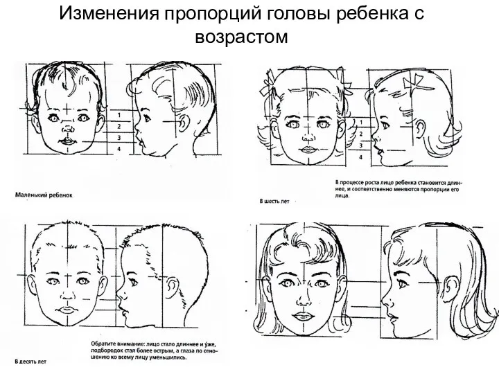 Изменения пропорций головы ребенка с возрастом