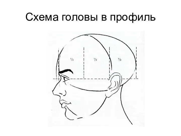 Схема головы в профиль