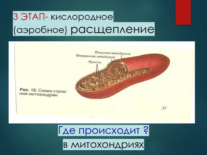 3 ЭТАП- кислородное (аэробное) расщепление Где происходит ? в митохондриях