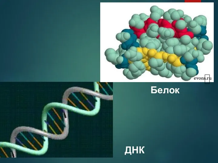 ДНК Белок