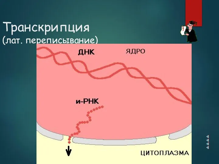 Транскрипция (лат. переписывание)