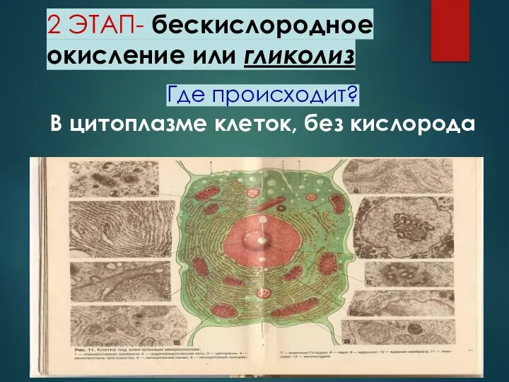 2 ЭТАП- бескислородное окисление или гликолиз Где происходит? В цитоплазме клеток, без кислорода