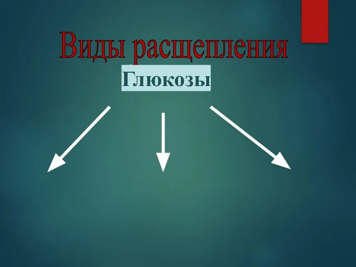 Где: В митохондриях. Виды расщепления Гликолиз Спиртовое брожение Молочно-кислое брожение Глюкозы