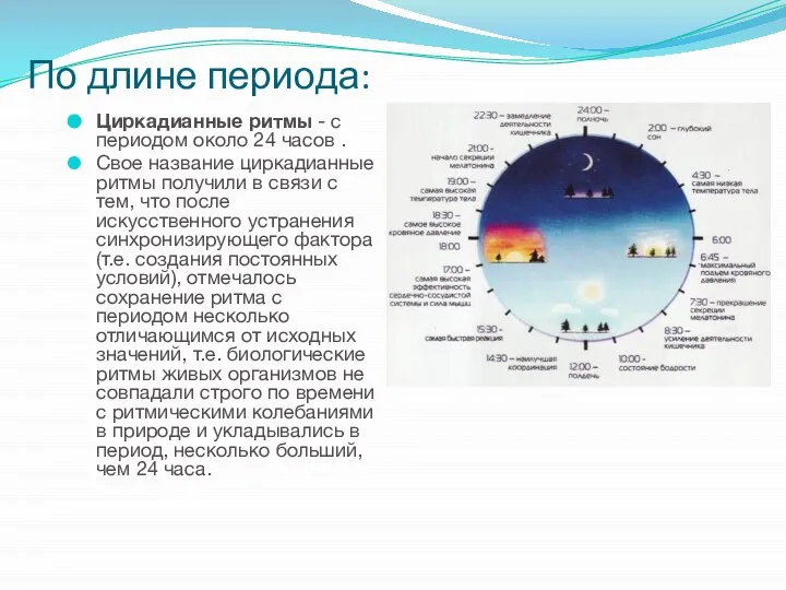 По длине периода: Циркадианные ритмы - с периодом около 24 часов .