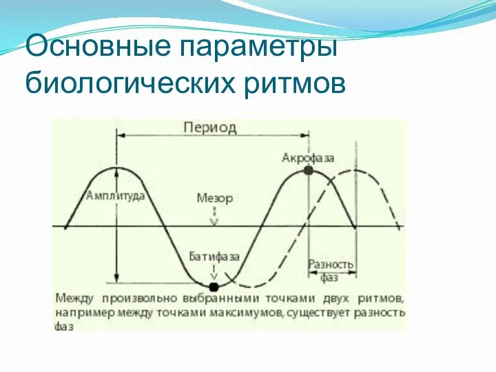 Основные параметры биологических ритмов