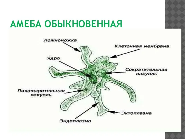 АМЕБА ОБЫКНОВЕННАЯ