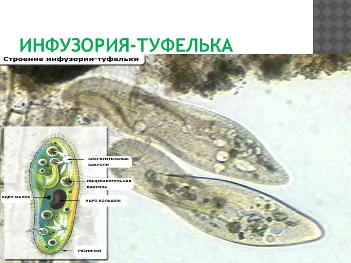 ИНФУЗОРИЯ-ТУФЕЛЬКА