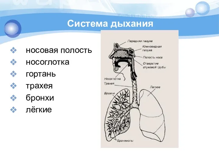 Система дыхания носовая полость носоглотка гортань трахея бронхи лёгкие