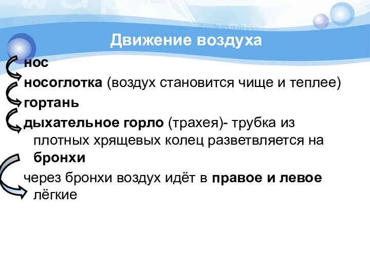 Движение воздуха нос носоглотка (воздух становится чище и теплее) гортань дыхательное горло