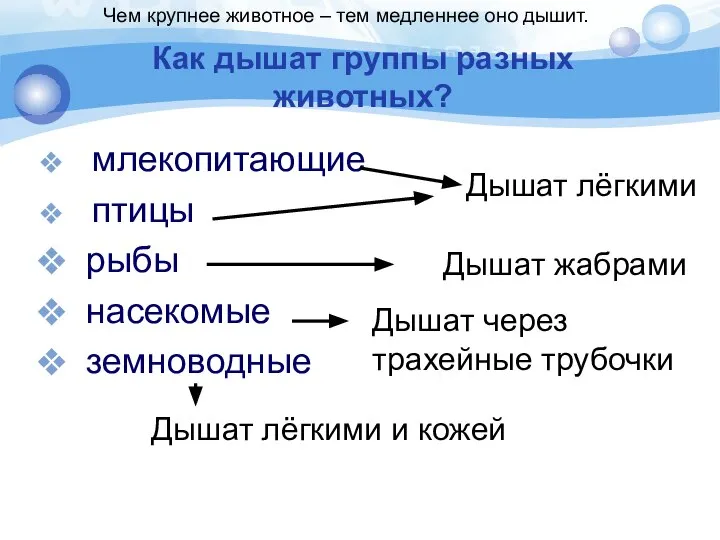 Как дышат группы разных животных? млекопитающие птицы рыбы насекомые земноводные Дышат лёгкими