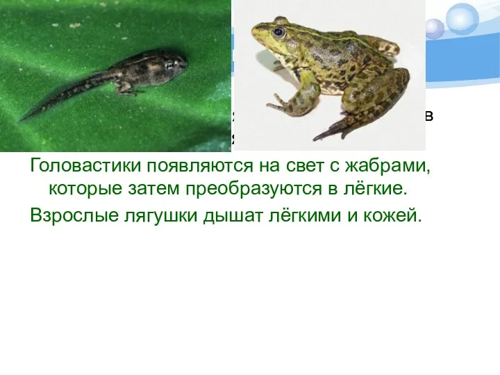 Это интересно Какое животное меняет жабры на лёгкие в ходе своего развития?