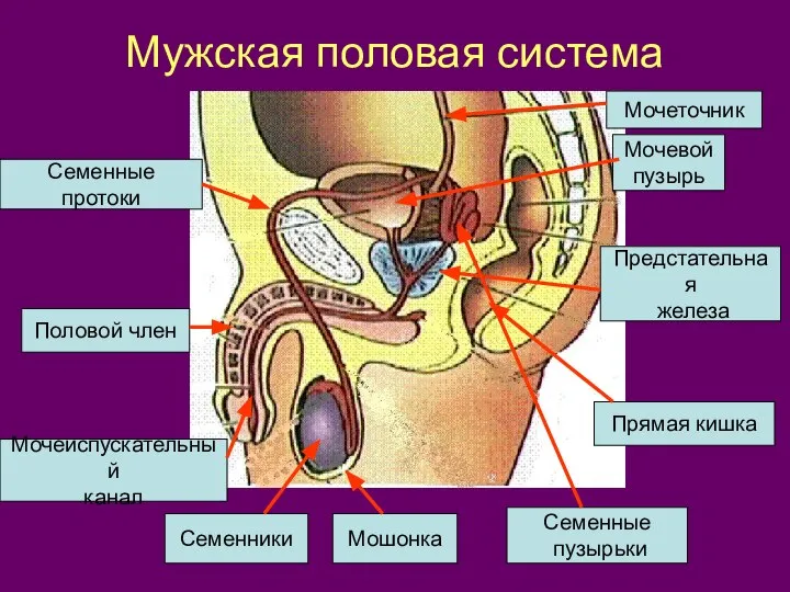 Мужская половая система Мочевой пузырь Мочеточник Семенные протоки Предстательная железа Семенники Мошонка