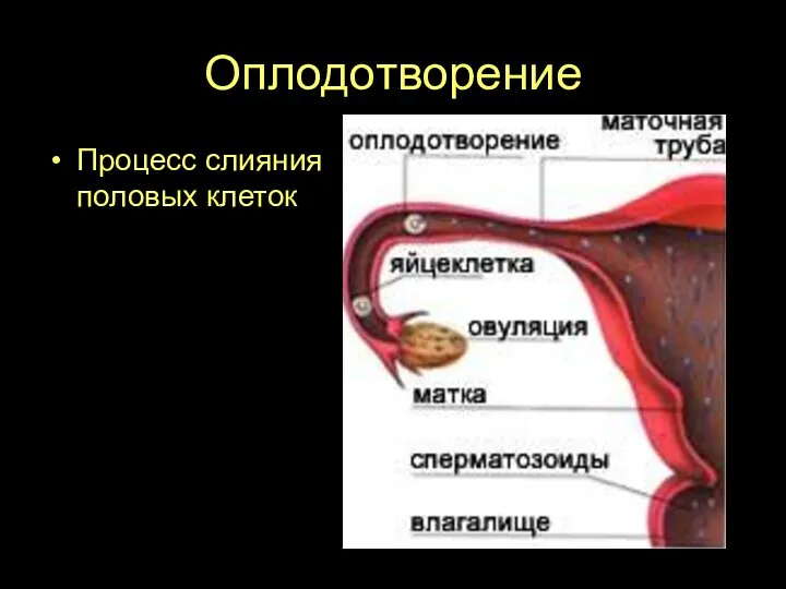 Оплодотворение Процесс слияния половых клеток