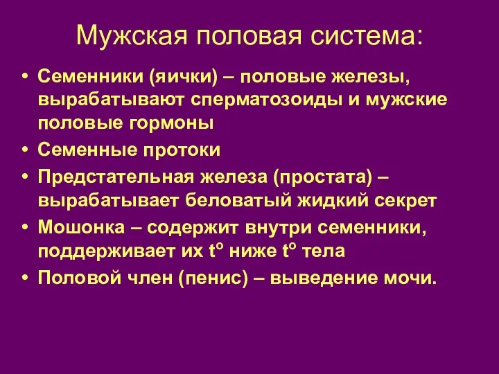 Мужская половая система: Семенники (яички) – половые железы, вырабатывают сперматозоиды и мужские