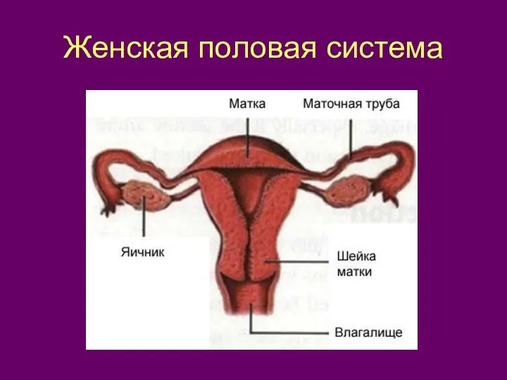 Женская половая система