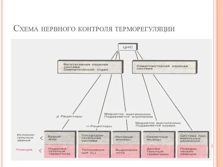 Схема нервного контроля терморегуляции