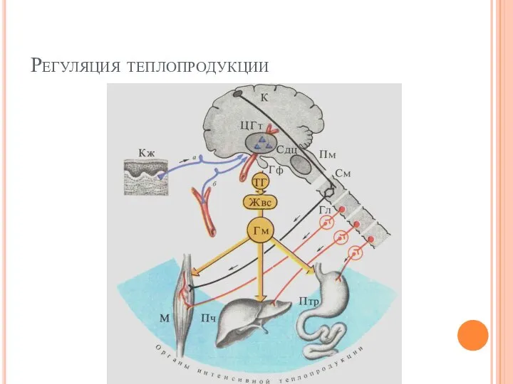 Регуляция теплопродукции