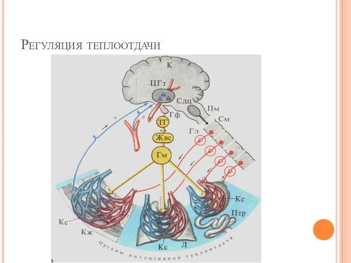 Регуляция теплоотдачи