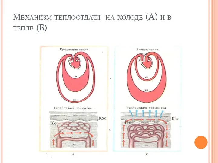 Механизм теплоотдачи на холоде (А) и в тепле (Б)
