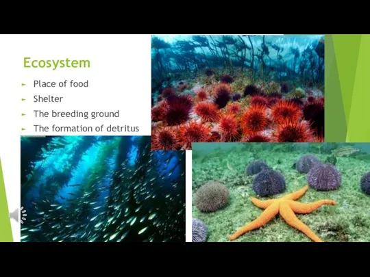 Ecosystem Place of food Shelter The breeding ground The formation of detritus