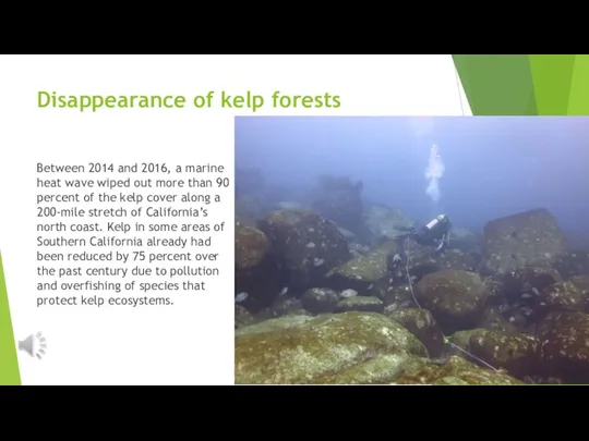 Disappearance of kelp forests Between 2014 and 2016, a marine heat wave
