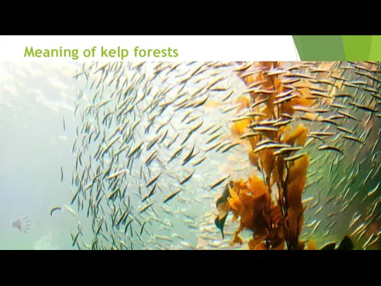 Meaning of kelp forests