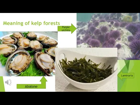 Meaning of kelp forests Abalone Purple urchins Laminaria