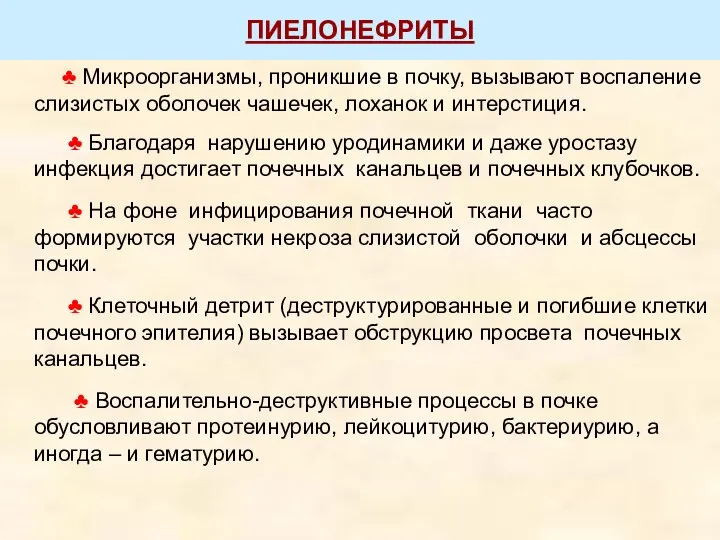 ПИЕЛОНЕФРИТЫ ♣ Микроорганизмы, проникшие в почку, вызывают воспаление слизистых оболочек чашечек, лоханок